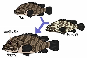 クエと他のハタの見分け方 ダイビングショップ Nature ネイチャー